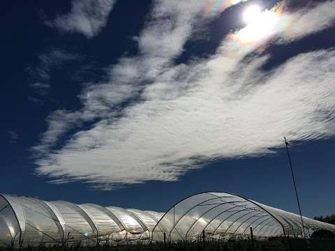 Photo: Sunny Ridge Strawberry Farm